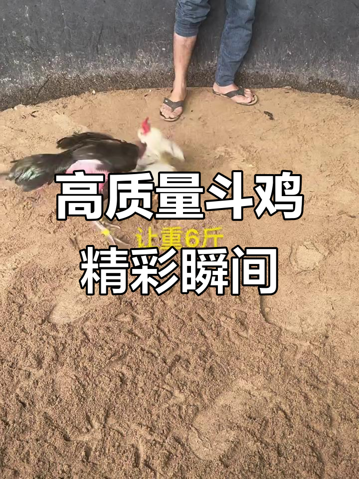 6斤重斗鸡激烈对决,洋葱被打死无蛋下