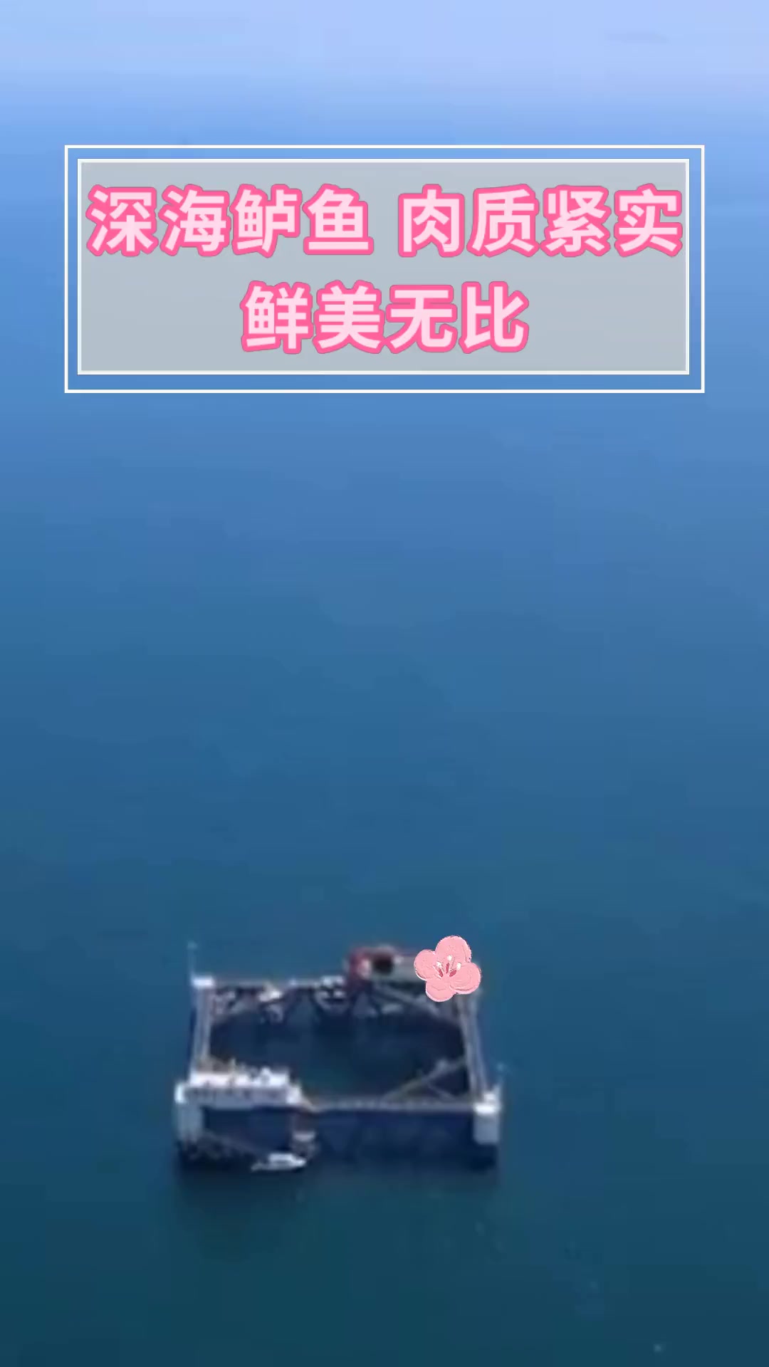 深海鲈鱼,肉质紧实,鲜美无比