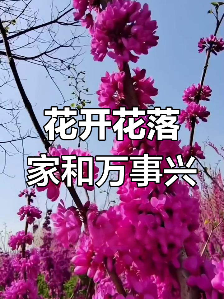 紫荆花,四季常开,南北皆宜,象征家庭和谐与美丽