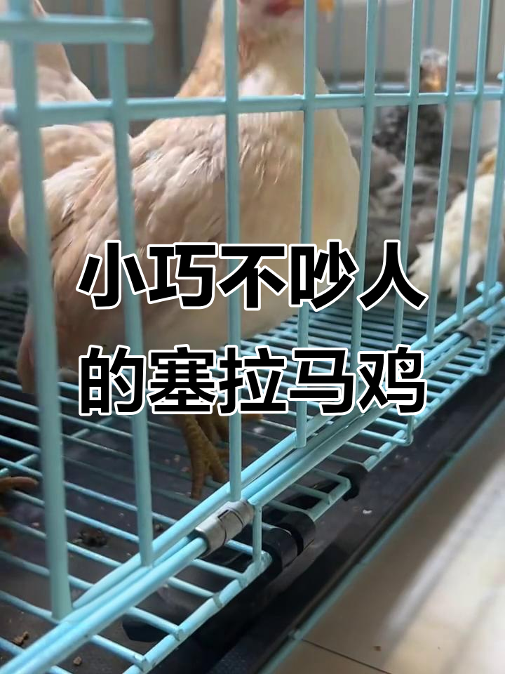 城市养鸡首选:玲珑小巧的塞拉马观赏鸡