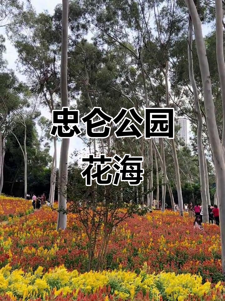 厦门忠仑公园花海,周末打卡必去!