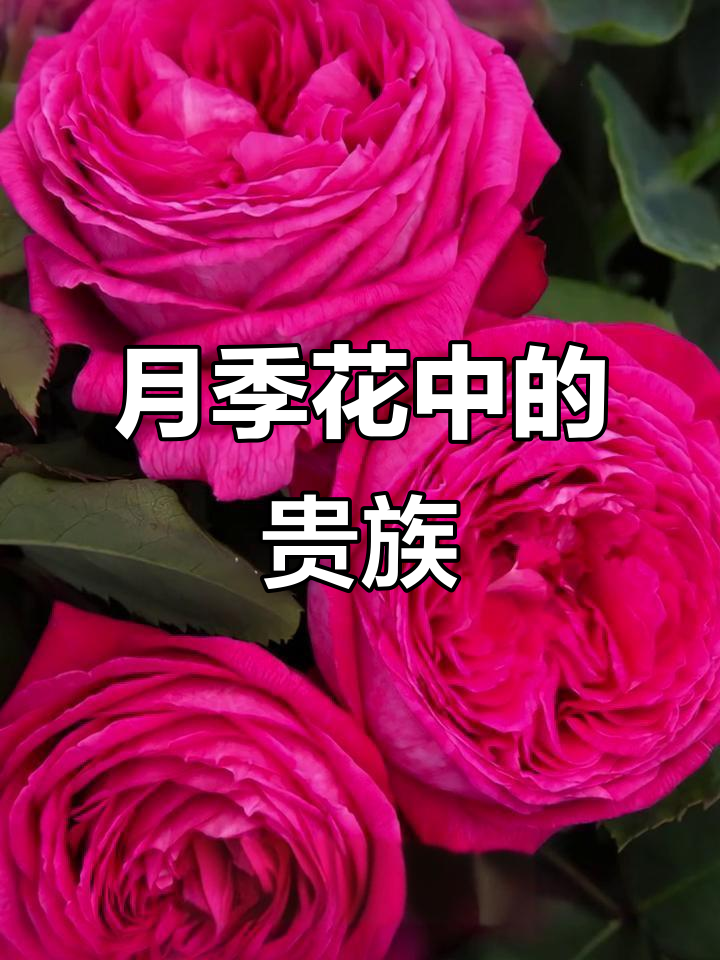男爵夫人月季：酒红色大包子，香气扑鼻，抗病性强