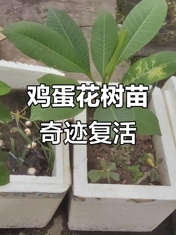 鸡蛋花枝条扦插成活,冬季掉光叶也能重生