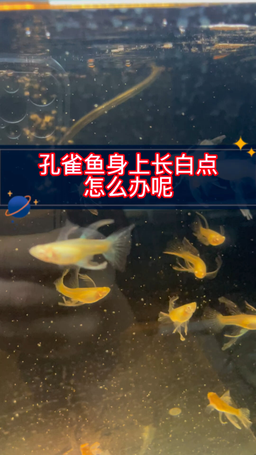 孔雀鱼身上长白点如何处理