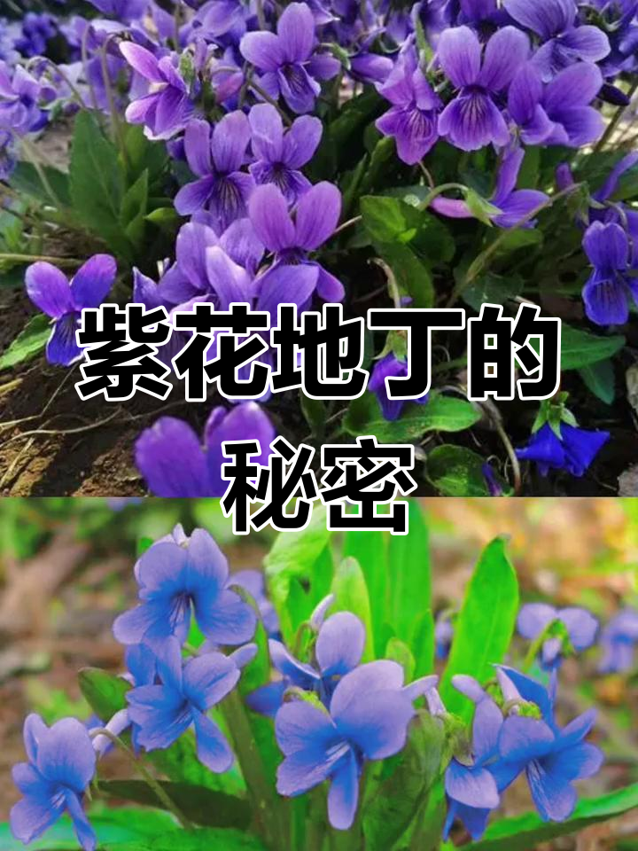 紫花地丁:广东人不认识的宝藏野菜,竟是美味与观赏两不误