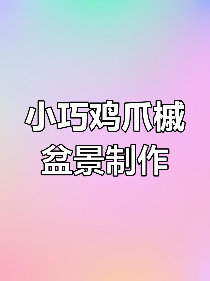 鸡爪槭小盆景的成长过程,从种子到成型的全记录