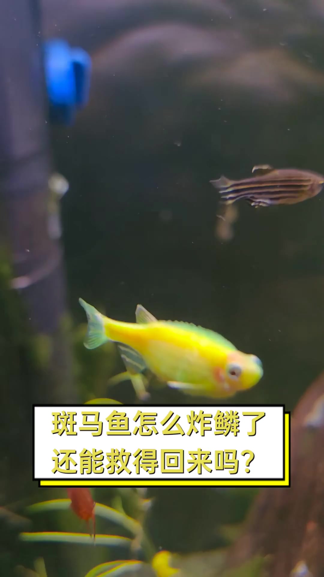斑马鱼怎么炸鳞了,还能救得回来吗?