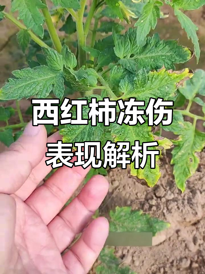 低温冻害如何影响西红柿叶片?这些症状你遇到过吗