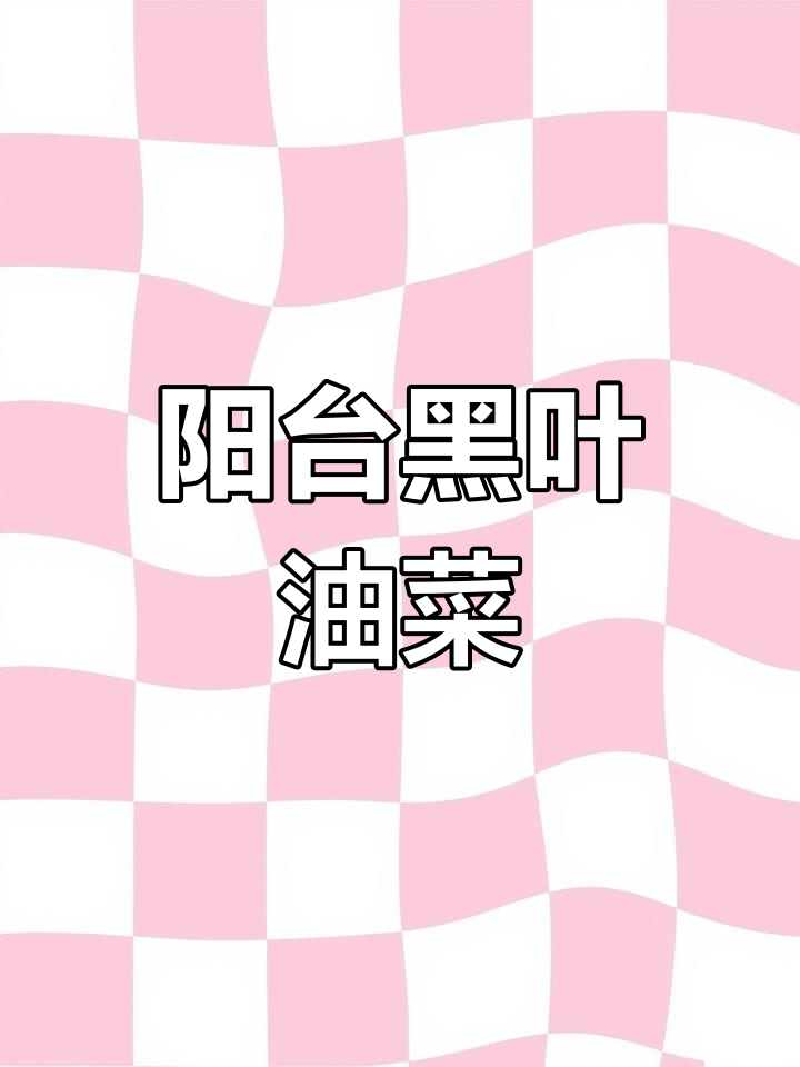 黑叶油菜,肉厚脆嫩,阳台种植轻松上手!