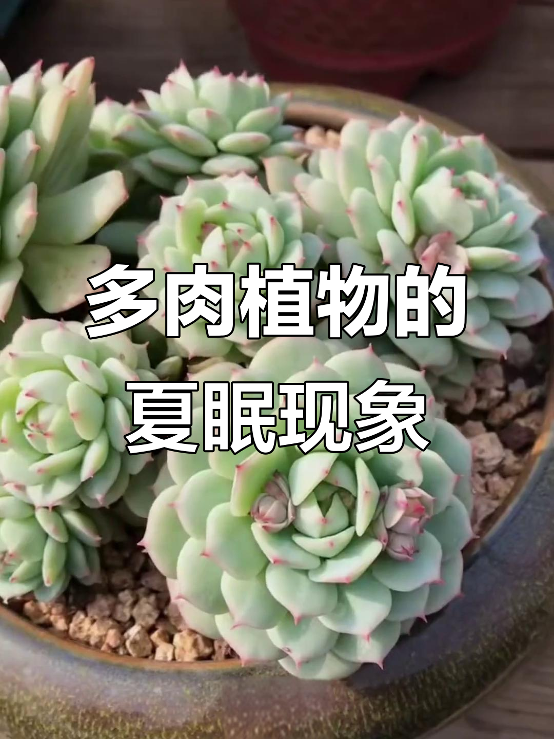 夏季休眠的多肉植物,哪些最容易进入“睡眠”状态?