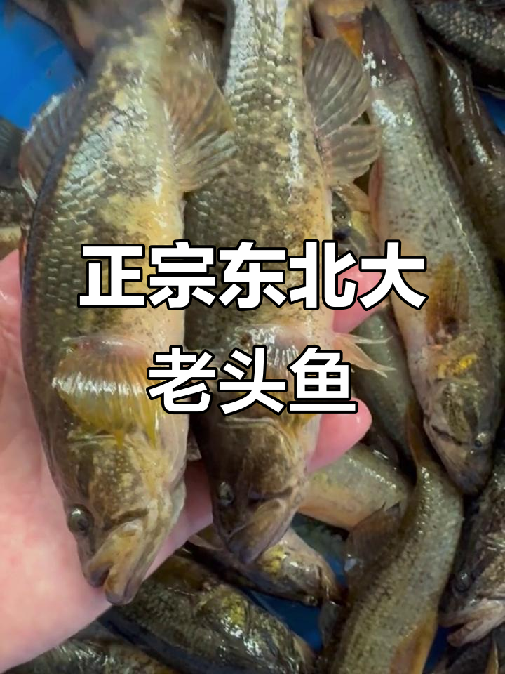 东北特产大老头鱼,蒜瓣肉微甜无刺,酱炖最美味