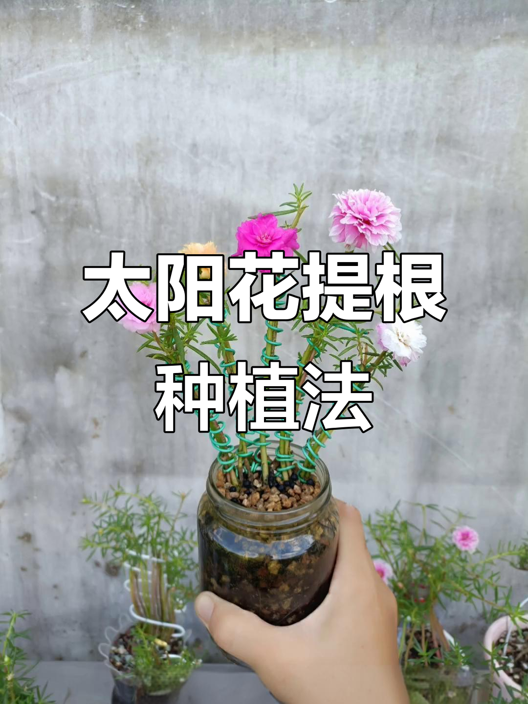 太阳花老桩提根造型技巧，轻松打造独特多肉景观