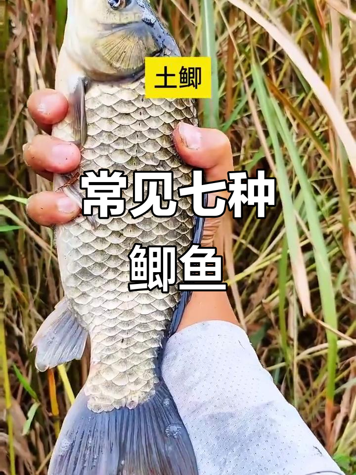 钓鲫鱼必知7大品种，哪种最常钓？