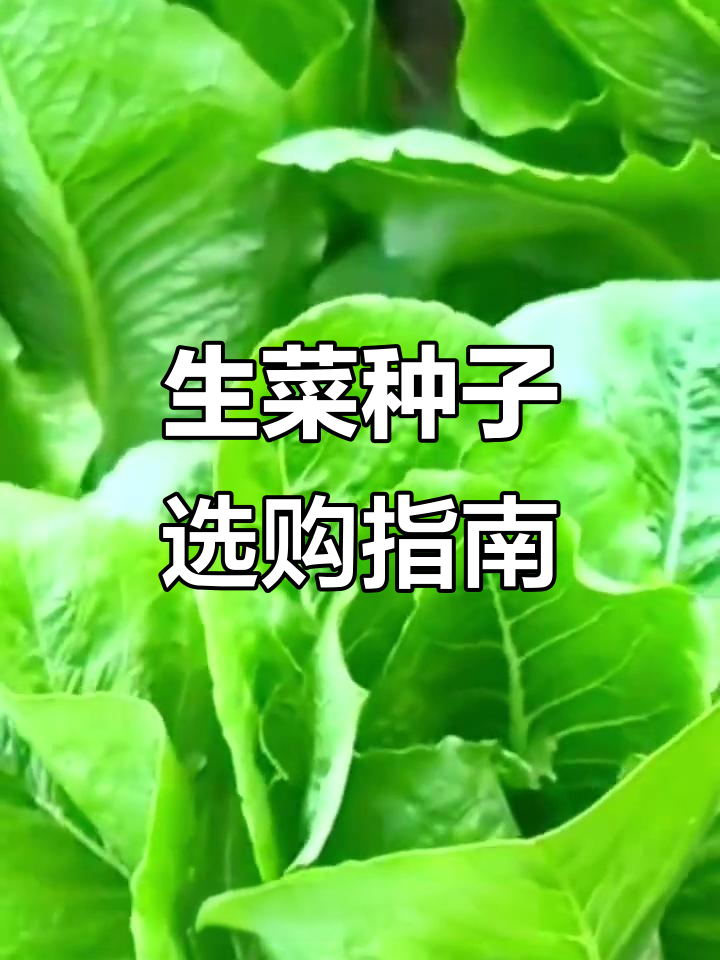 四季蔬菜种子大揭秘,生菜种植技巧全攻略