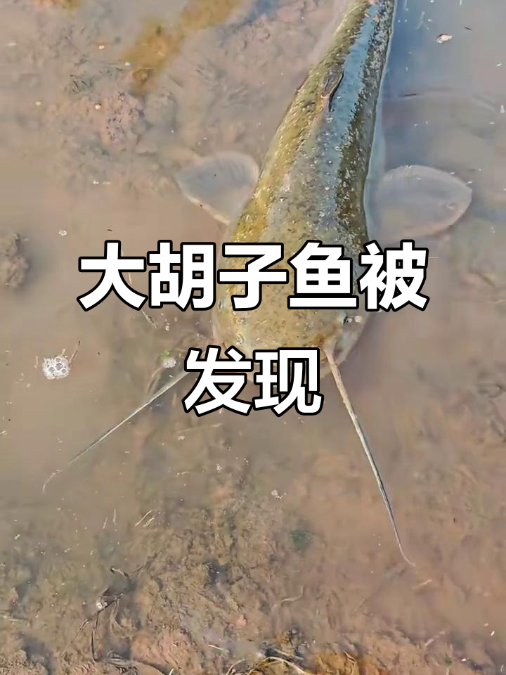 菜地偶遇大胡子鱼,冬眠中被惊醒