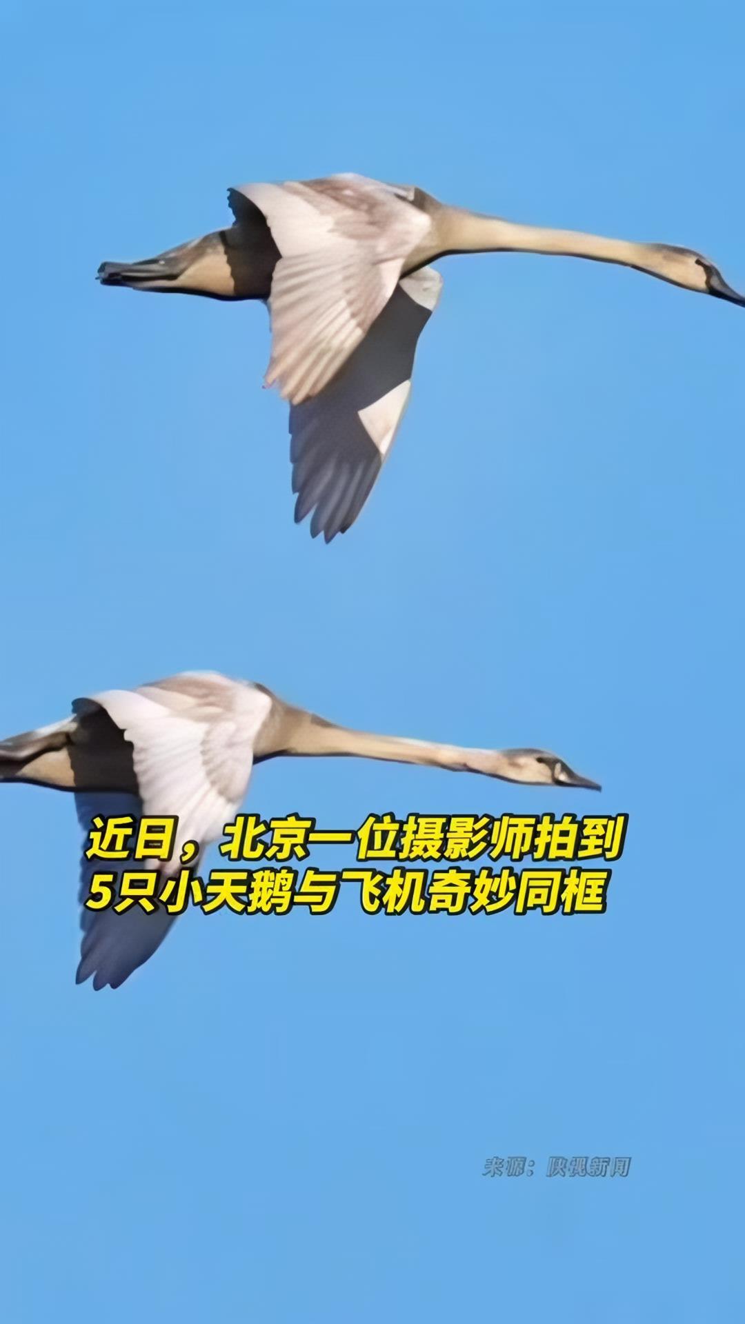 近日,北京一位摄影师拍到 5只小天鹅与飞机奇妙同框