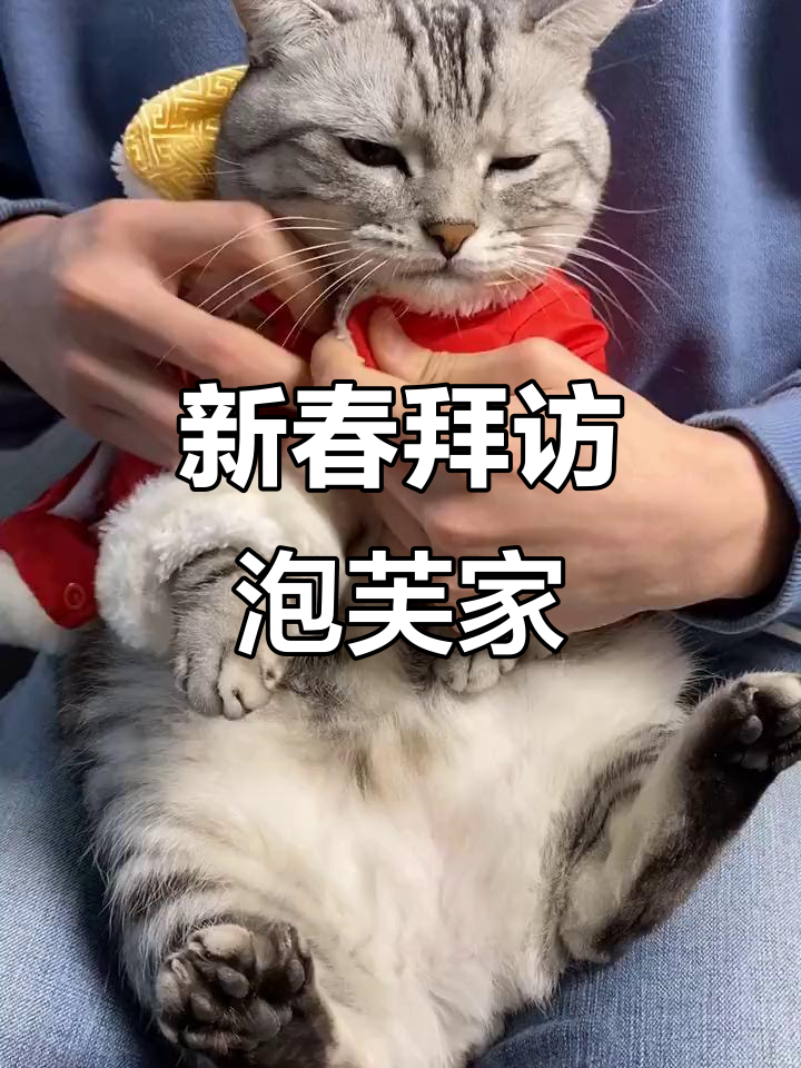 安生和泡芙的新年拜年之旅,小肥猫也加入了欢乐气氛