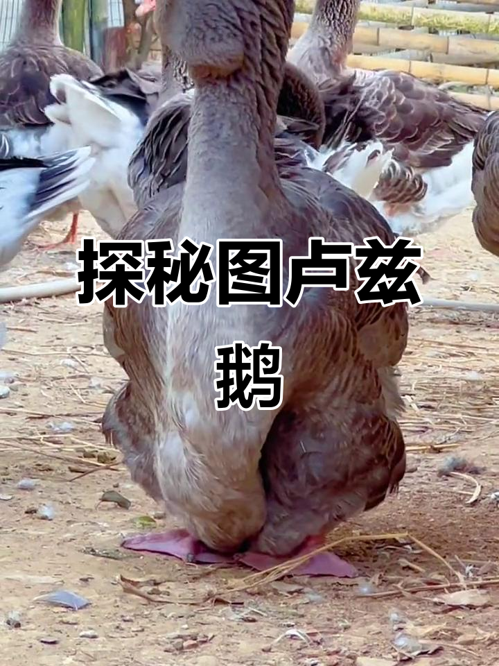 图卢兹鹅与科莫鹅的奇妙之旅