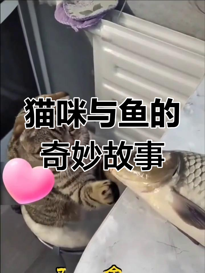 一只猫和一条鱼,萌宠日常大揭秘