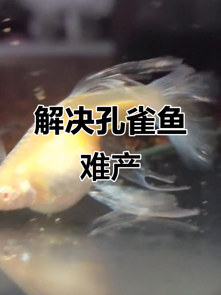 孔雀鱼难产怎么办?如何应对母鱼生死一瞬