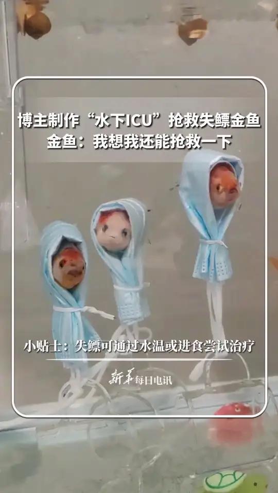 博主制作“水下ICU”抢救失鳔金鱼，金鱼：我想我还能抢救一下。@运气爆棚的美少女壮士 新华