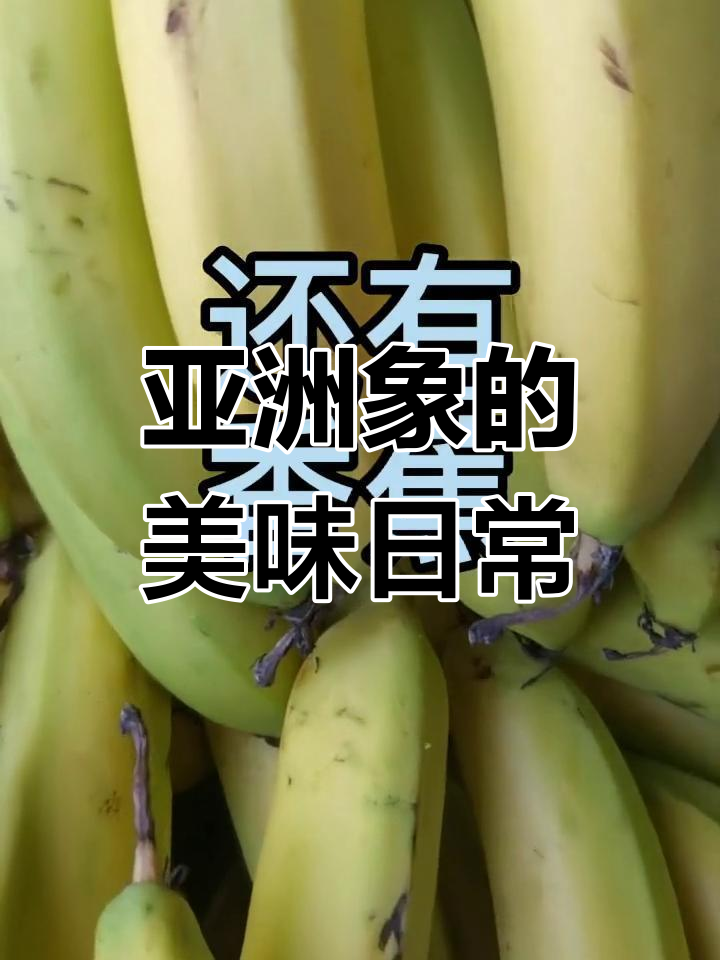 亚洲象的日常美味大揭秘,水果蔬菜全都有