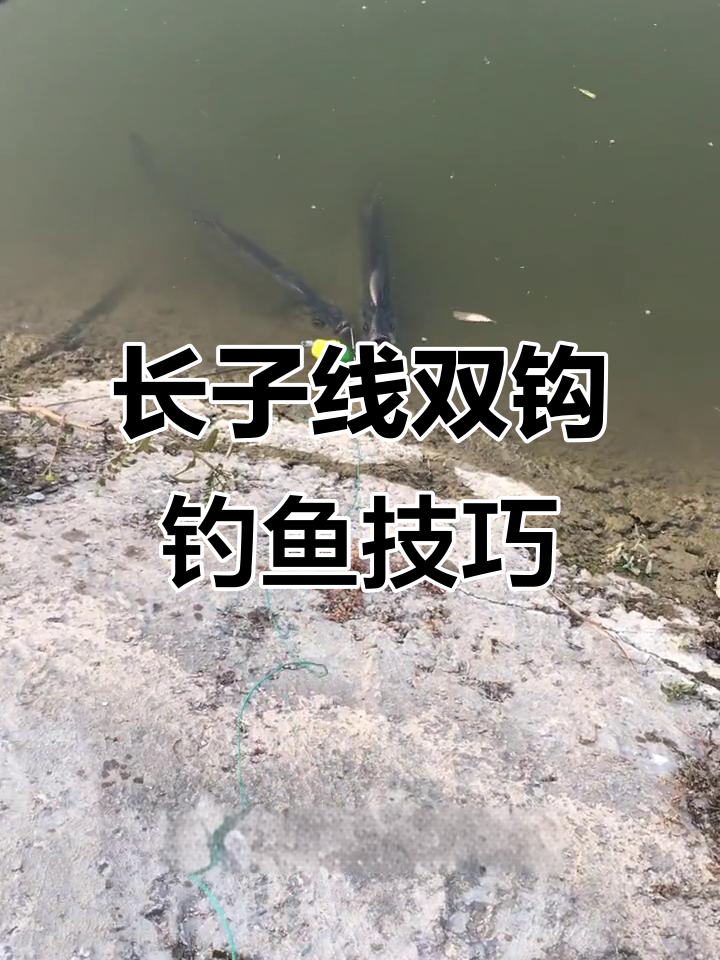 夏季翘嘴鳊鱼钓法揭秘:长子线与金海蜥钩搭配最有效