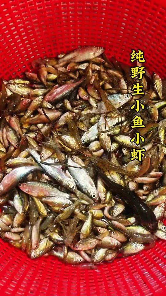纯野生河鱼仔小虾,太好吃了