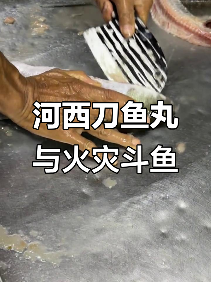 河西刀鱼丸的独特魅力,火灾斗鱼的惊险瞬间