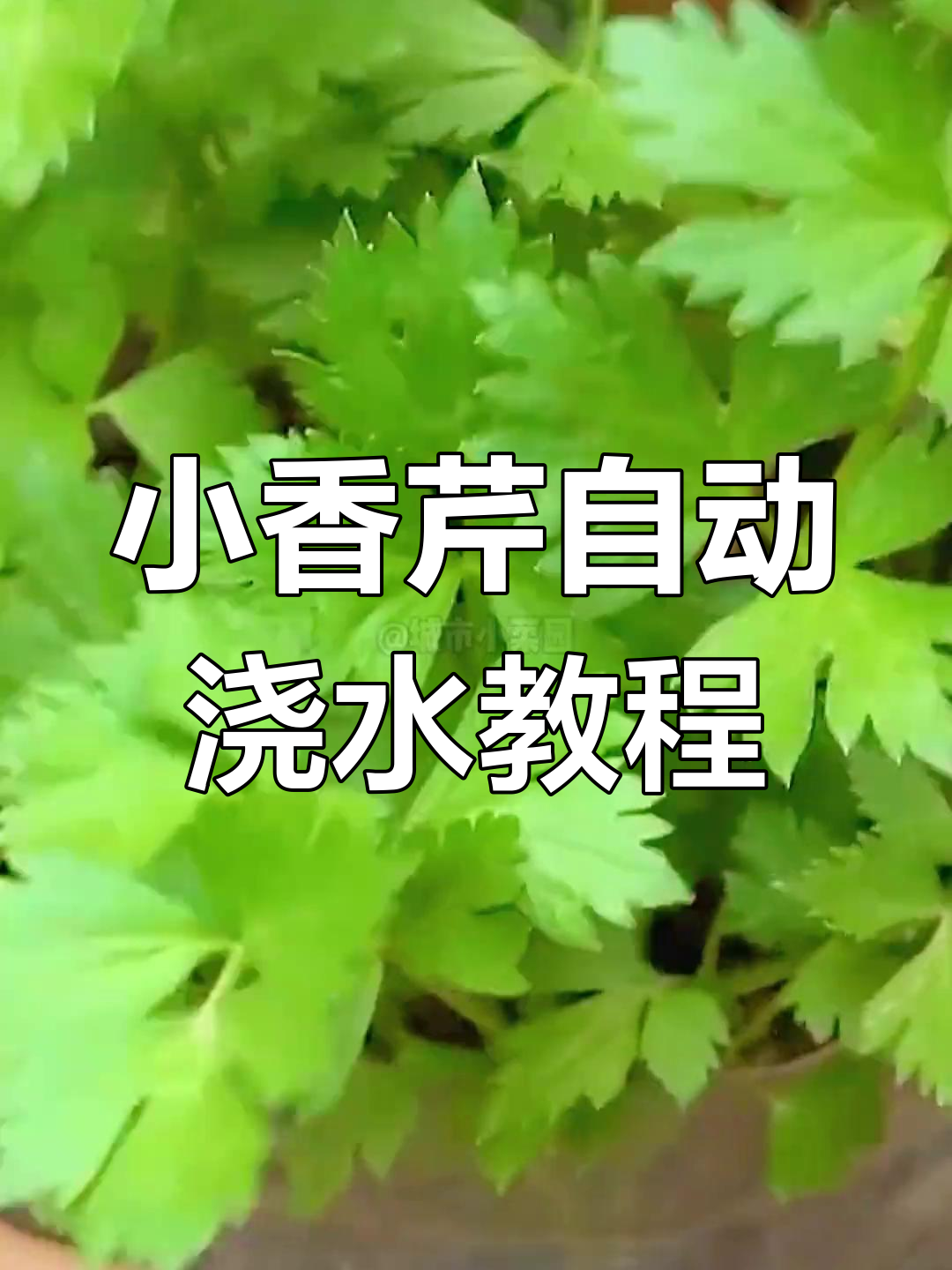 自动滴灌小香芹,轻松搞定楼顶菜园