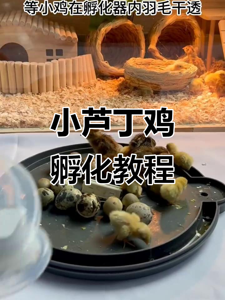 芦丁鸡蛋孵化全流程,轻松掌握小芦丁鸡的成长