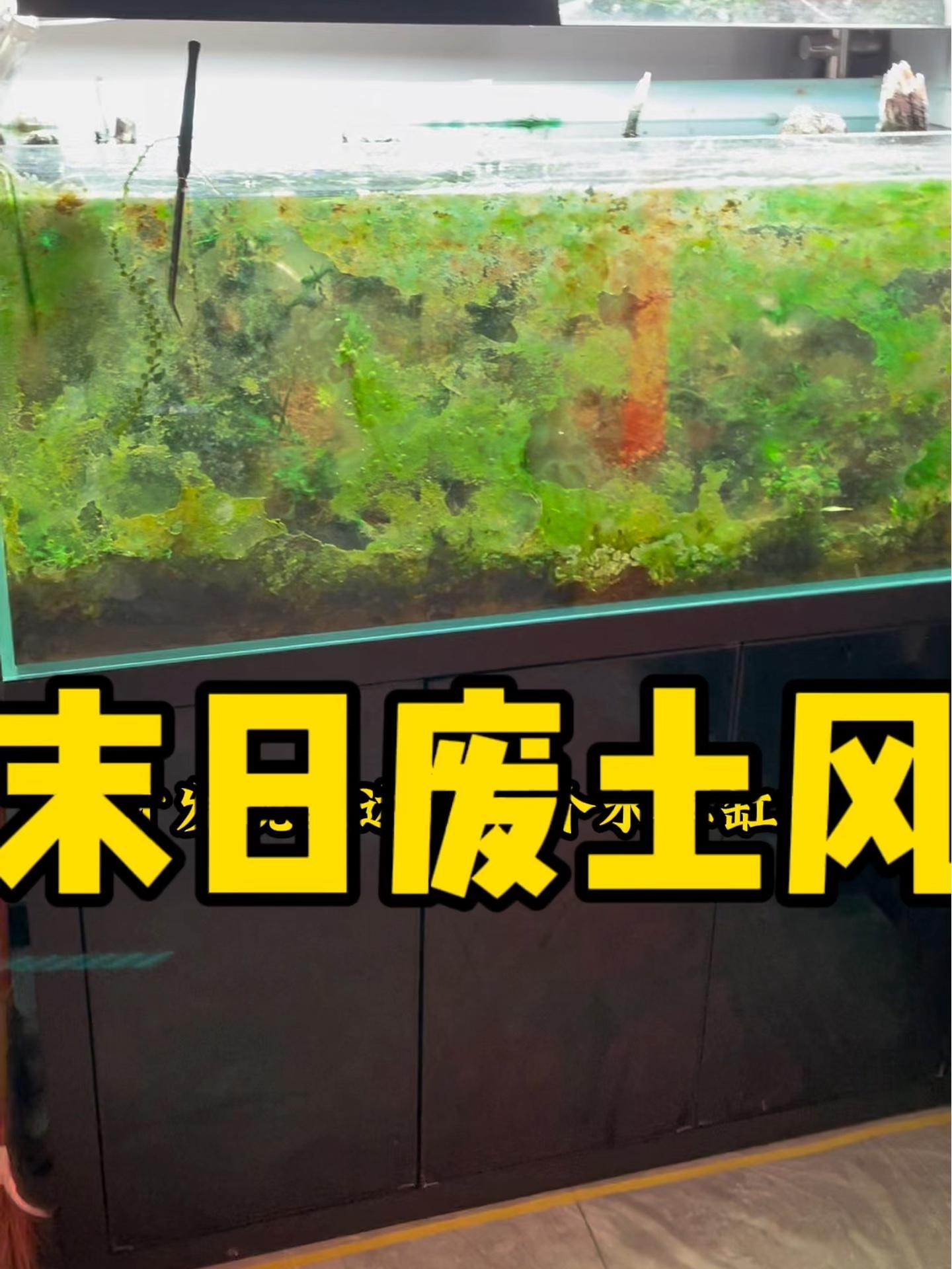 哈哈哈两年没管过的水草缸,让他起死回生!水草缸 水族 鱼缸里的大自然
