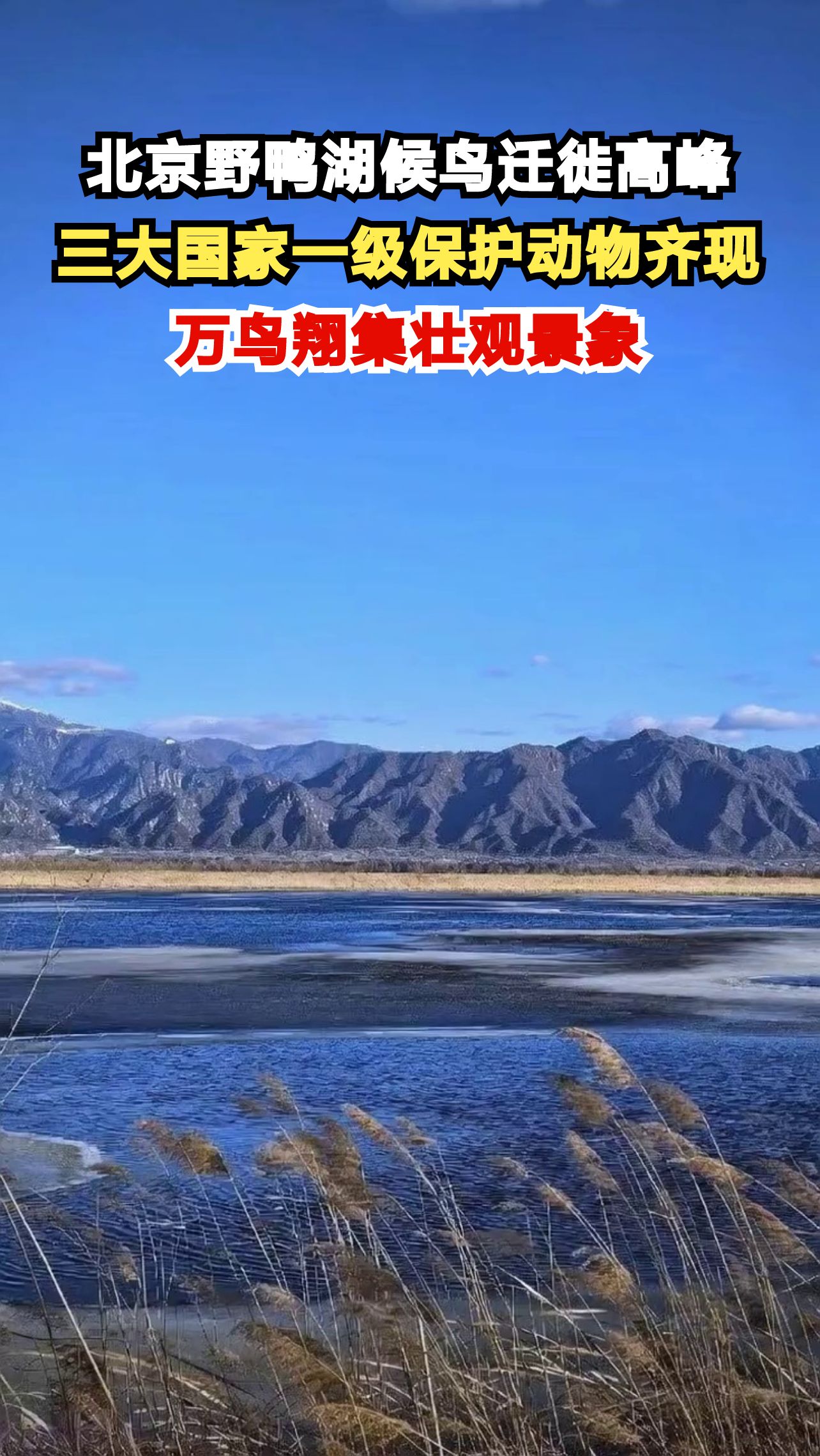 北京野鸭湖迎来春季候鸟迁徙高峰,三大国家一级保护动物同框觅食,场面震撼!