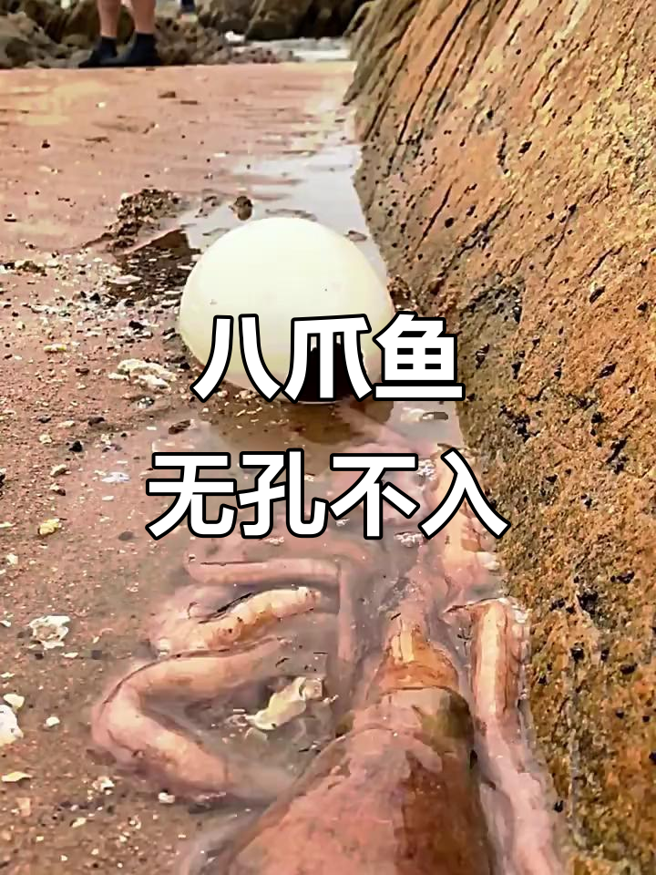 八爪鱼竟然能钻进恐龙蛋壳,28小时蹲守终于拍到这一幕
