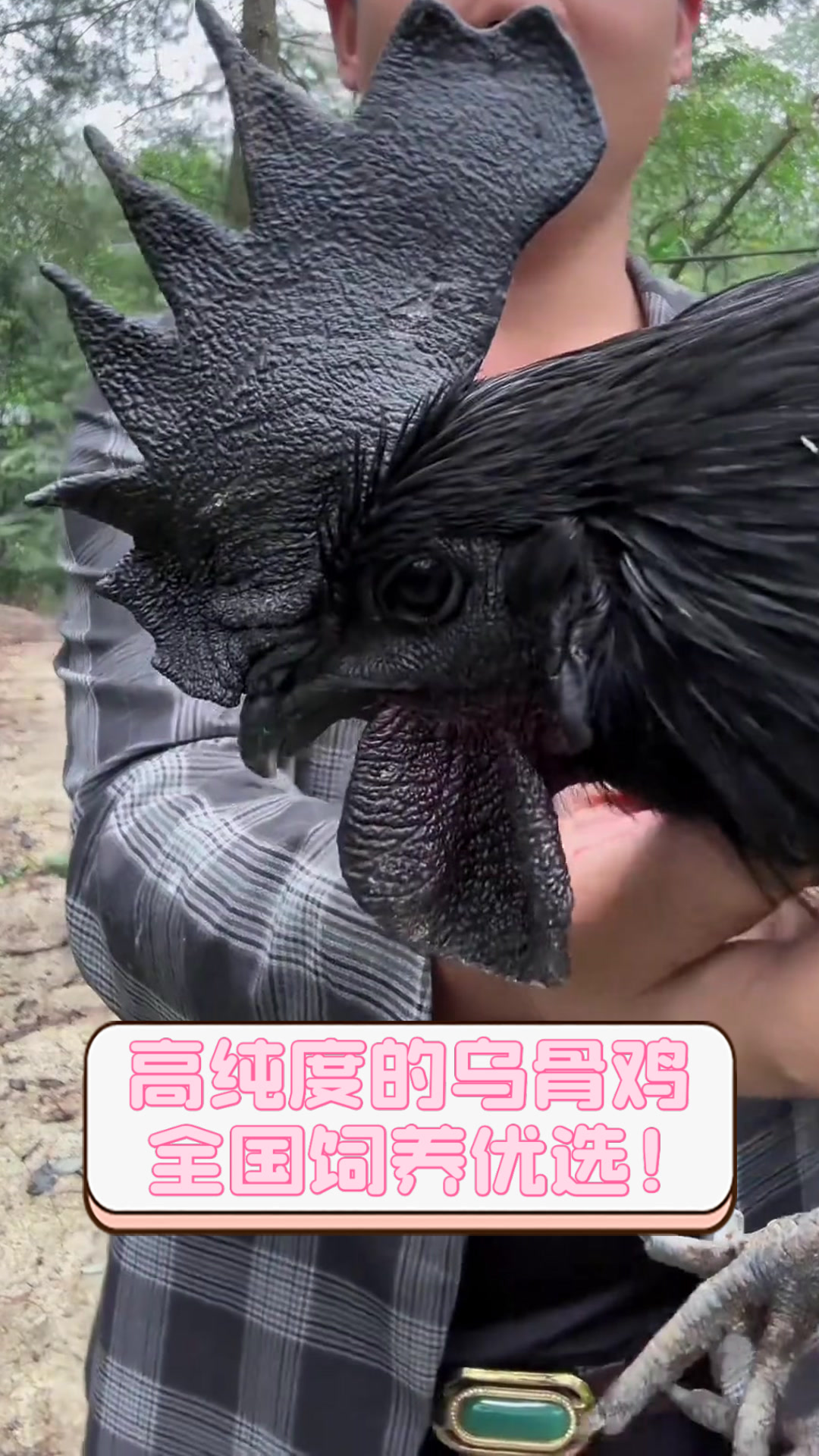 高纯度的乌骨鸡，全国饲养优选！