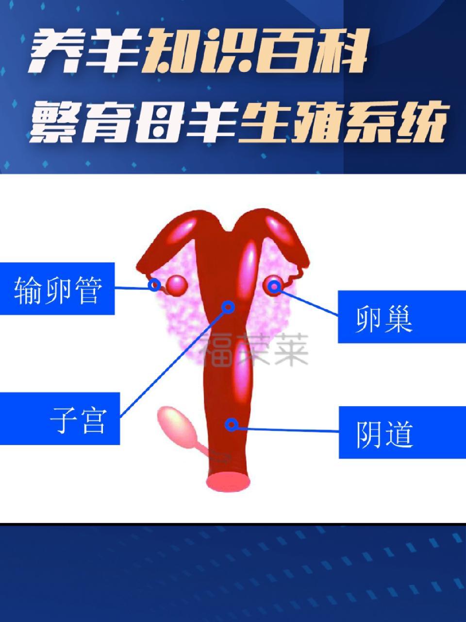 繁育母羊生殖系统解剖图详解 母羊 生殖系统 繁育母羊 养羊 养羊技术分享