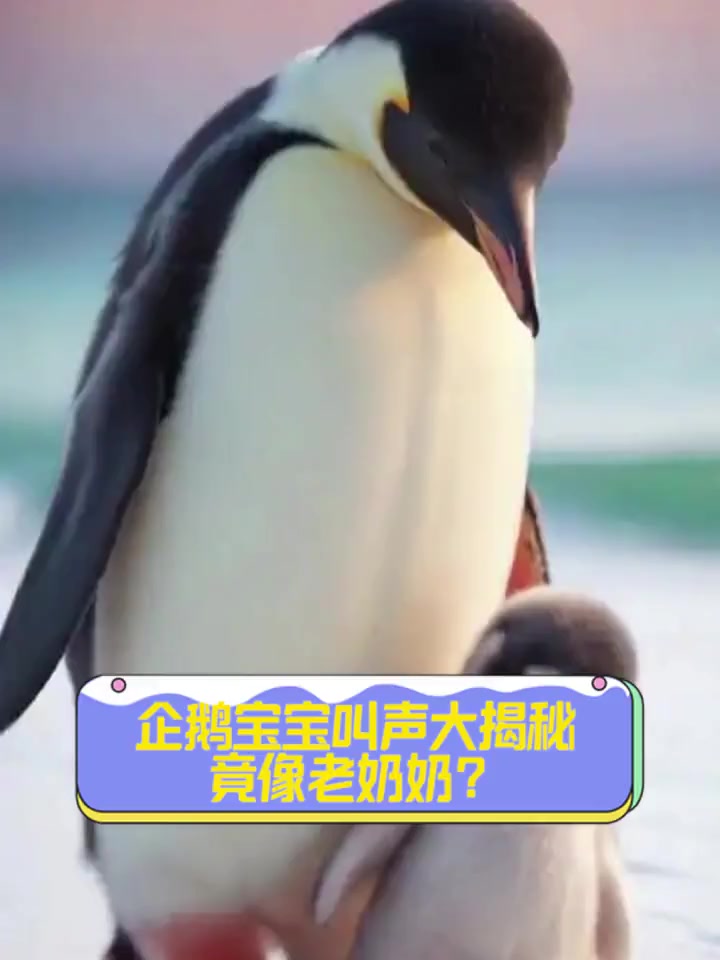 企鹅宝宝叫声大揭秘,竟像老奶奶?
