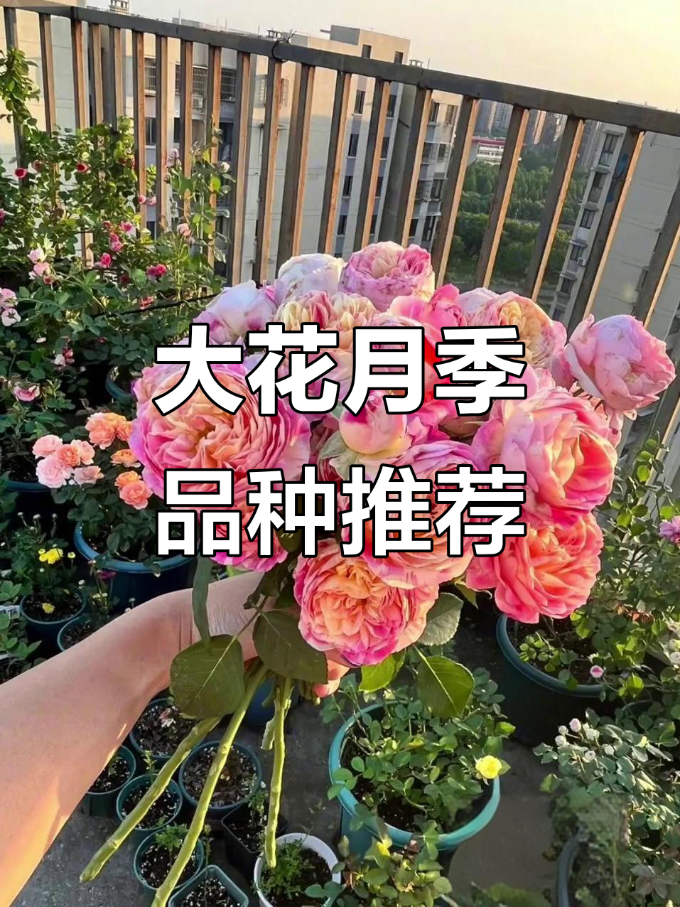 推荐几款大花浓香月季,天方夜谭、莫奈草莓奶昔等都在其中