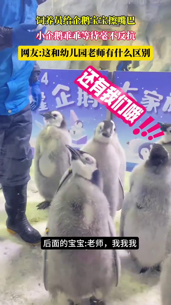 饲养员给企鹅宝宝擦嘴巴,小企鹅乖乖等待毫不反抗,网友:这和幼儿园老师有什么区别