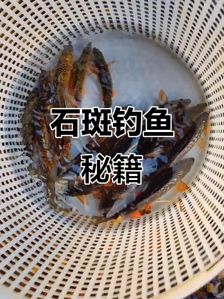 钓石斑鱼需技巧,急流中才能找到它们的踪迹