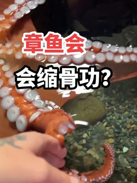 章鱼为什么能钻那么小的洞呢?