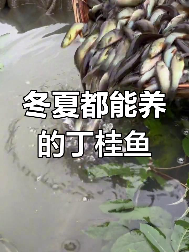 丁桂鱼:冬季能抗寒,夏季可耐热,养殖前景超好