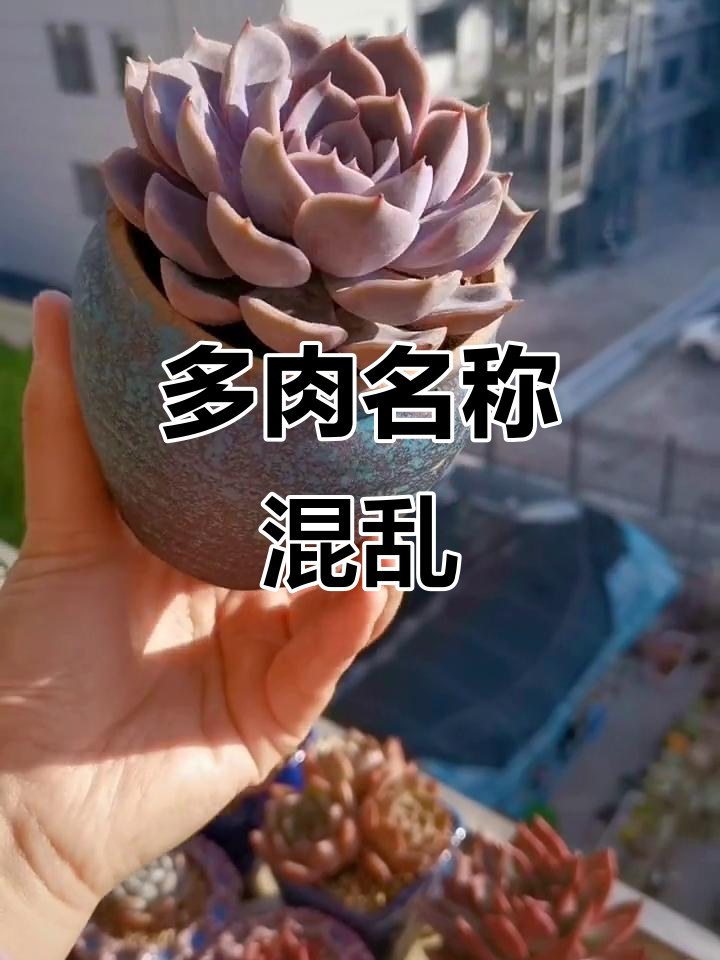 多肉名字乱套,同一个品种却有不同称呼,真是让人哭笑不得