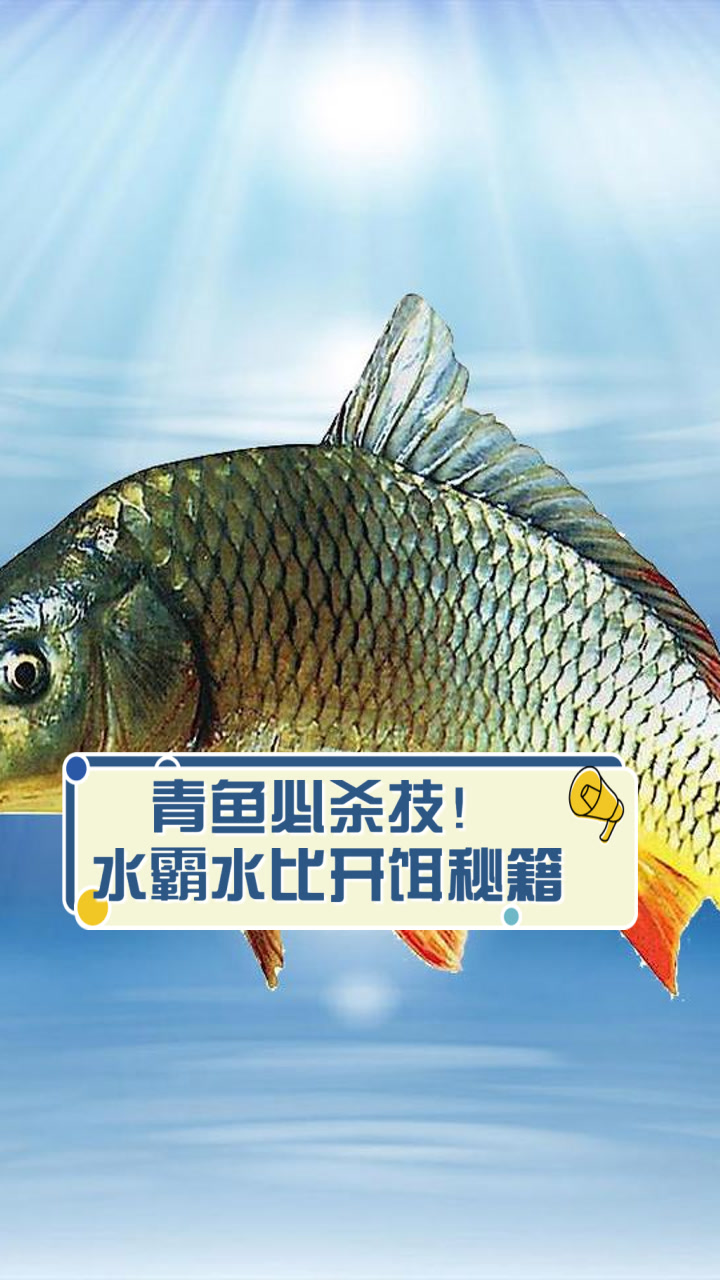 青鱼必杀技！水霸水比开饵秘籍