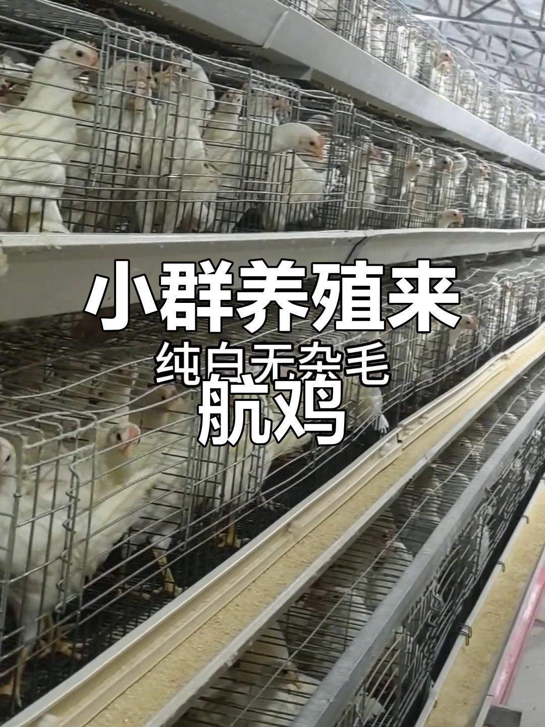 来航鸡活泼好动,小群饲养更佳