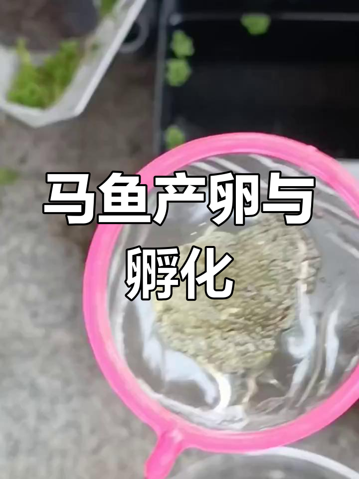 蝶异斑马鱼繁殖全过程:从卵到起飞只需四天