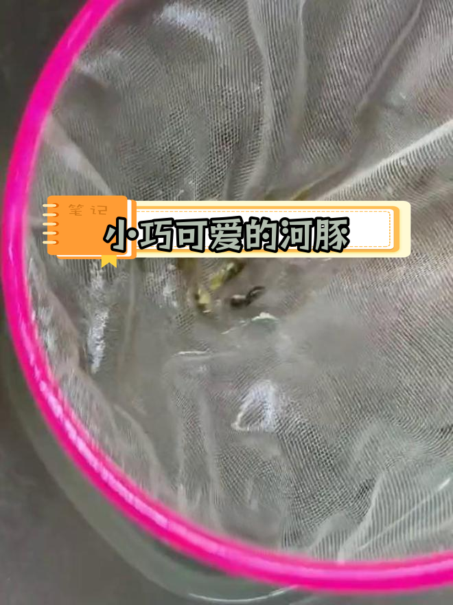 50条巧克力娃娃鱼,养起来竟然这么有趣