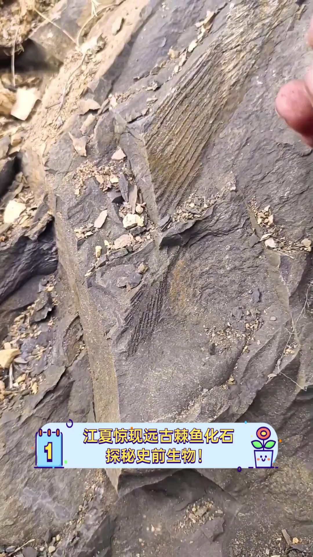 江夏惊现远古棘鱼化石,探秘史前生物!