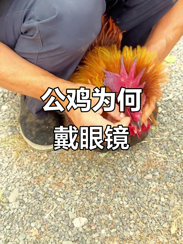 为什么公鸡要戴眼镜?揭秘“战斗鸡”的秘密