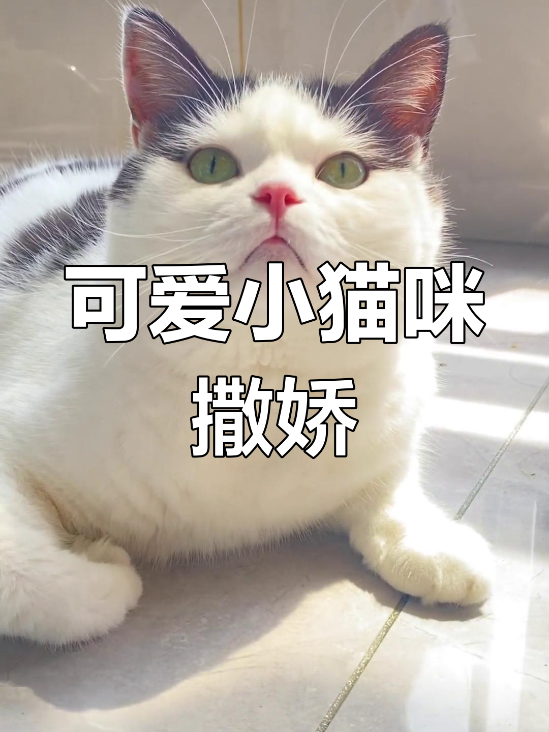 小奶牛猫眨着大眼睛,萌态十足